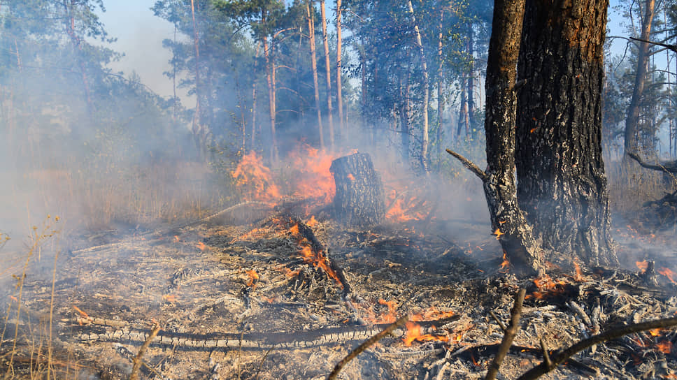 За прошедшие сутки ФБУ «Авиалесоохрана» обнаружила три пожара в лесах Свердловской области на площади в 85 га