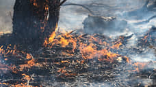 В ХМАО площадь лесных пожаров снизилась до 484 гектаров