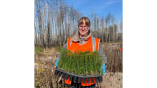 Работники СвЖД высадили свыше 30 тыс. деревьев и кустарников на Урале за год