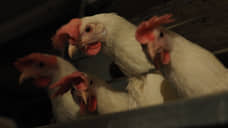 На птицефабрике в Тюменской области проведут убой птиц из-за вспышки инфекции