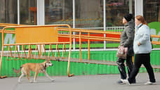 Бастрыкин запросил доклад по делу о нападении собак на ребенка в Екатеринбурге