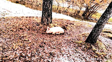 У фермера из Ревды забрали свиней, которые свободно паслись в городе