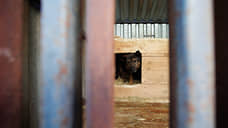 В тюменском селе Беркут ввели карантин по бешенству животных