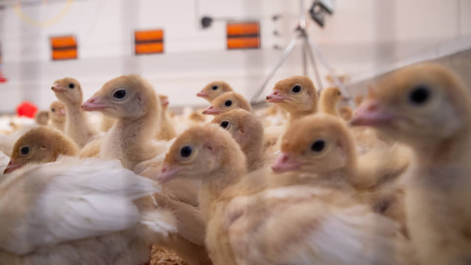 Репродуктор индейки позволит снизить зависимость птицеводческих предприятий от импортной продукции