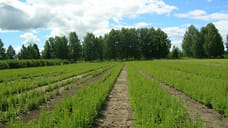 Лесовосстановительные работы в Удмуртии начнутся 17 сентября