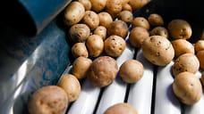Урожай картофеля в 2021 году в Удмуртии снизился на 12,5 тысяч тонн
