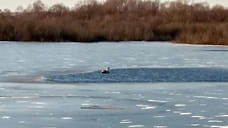В Удмуртии спасли замерзавшего на пруду лебедя