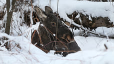 Жителя Красногорского района Удмуртии оштрафовали за незаконный отстрел лося