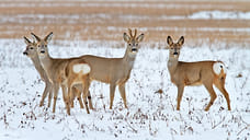 Шесть новых памятников природы появятся в Удмуртии в 2022 году