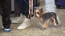 Жители Ижевска 686 раз воспользовались услугой по перевозке животных без владельцев в 2021 году