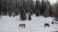 Небольшой снег и потепление ожидаются в Удмуртии в ближайшие дни