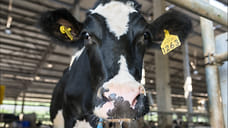 Партию молочной продукции весом 20 тонн экспортировали из Удмуртии в Узбекистан