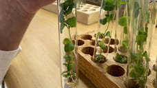 Ученые Удмуртии занимаются выращиванием продукта, способного заменить сахар