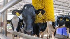 Темпы прироста производства молока в Удмуртии увеличились на 4,4%