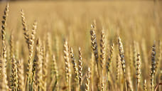 Хозяйства Удмуртии посеяли 10% озимых зерновых от плана 2023 года