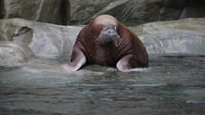 В зоопарке Удмуртии прокомментировали смерть моржихи Несейки от проглоченного пенополистиролла