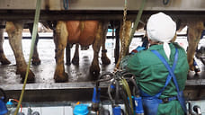 Вице-премьер правительства Удмуртии: сложная ситуация складывается на молочном рынке