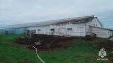 Добровольцы спасли от пожара 281 свинью на ферме в Удмуртии