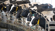 В Удмуртии планируется произвести более 1 млн тонн молока в 2024 году