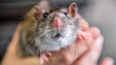 Заболеваемость мышиной лихорадкой в Удмуртии увеличилась на 12% за год