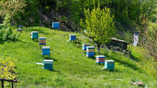 Жителя Удмуртии обязали снести пасеку в СНТ, пчелы которой 20 лет жалили соседку