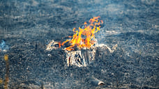 В лесах Удмуртии запретят разводить открытый огонь с 24 мая