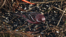 Три новых вида птиц зафиксировали в Удмуртии весной
