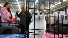 На выставке кошек в ТЦ «Мой порт» Ижевска эксплуатируют животных свыше 12 часов
