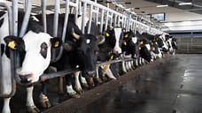 Производство молока в Удмуртии хотят увеличить на 700 тысяч тонн к 2030 году