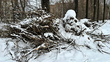 В Ижевске начали санитарную вырубку деревьев на территории КСК «Зенит»