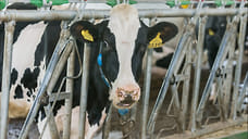 Удмуртия вышла на 4 место по объему производства молока в стране