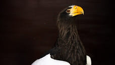 Белоплечего орлана привезли в зоопарк Ижевска