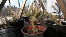 На 18% вырос экспорт саженцев из Удмуртии в Казахстан с начала года