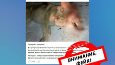 Минприроды Удмуртии опровергло данные о нападении волков на местного жителя