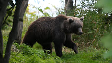 Почти 1,3 тысячи медведей насчитали в Удмуртии в 2025 году