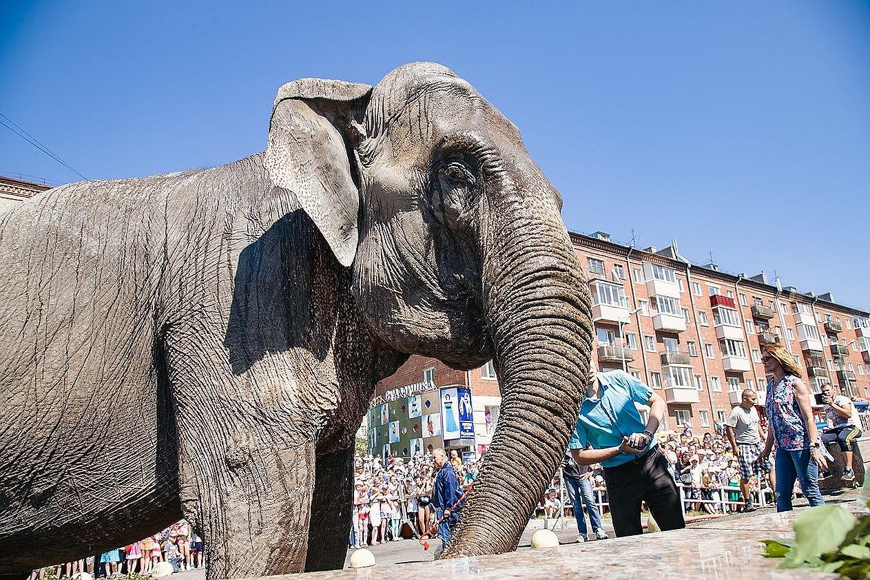 Слонов мыли при зрителях в Ижевске впервые