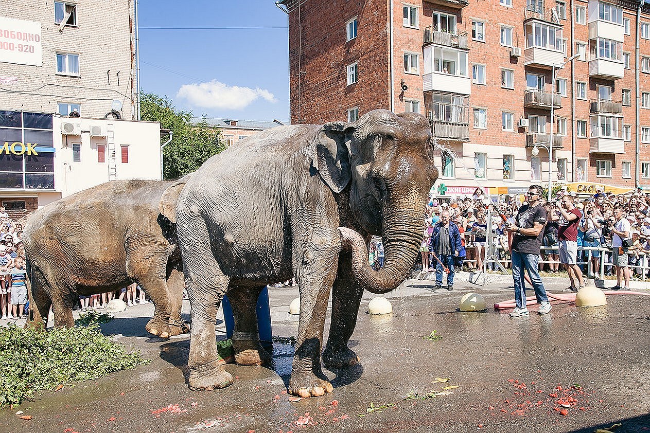 Слоны репетировали водные процедуры днем ранее