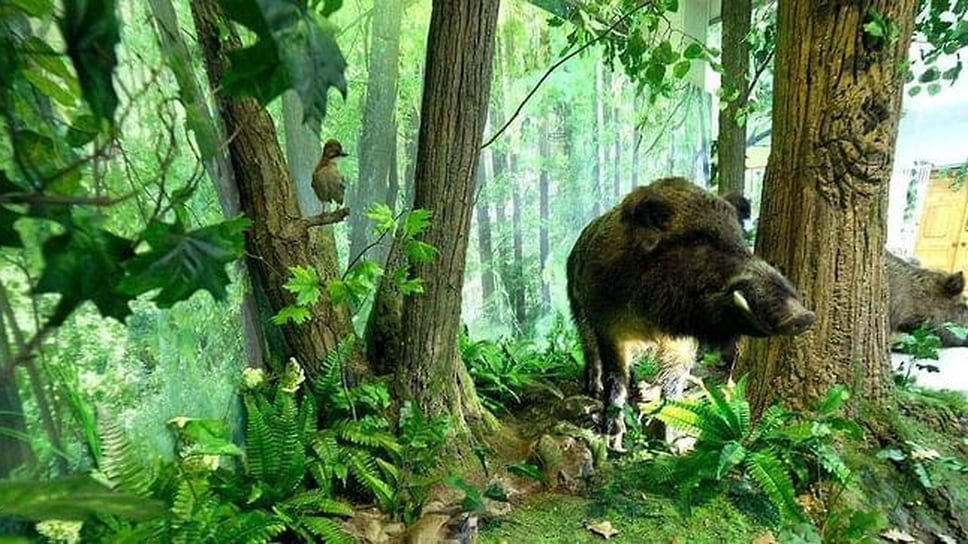 Экспозиция «Природа Удмуртии»