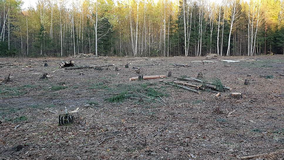 Почему в резервате ЮНЕСКО под Казанью вырубили деревья под парковку