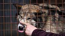 В Казани в этом году планируют стерилизовать 3 тысячи собак