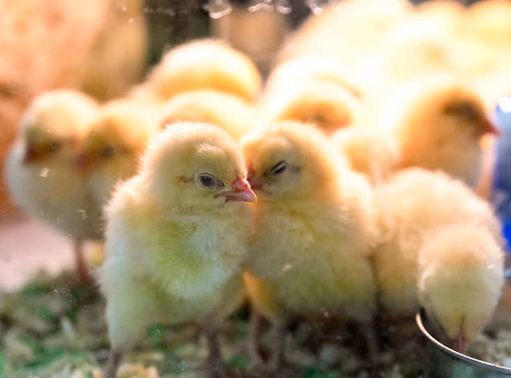 Производство мяса птицы в Татарстане в 2025 году увеличится на 4,5%