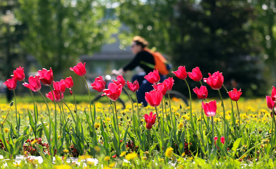 На содержание парков и скверов Казани в 2026 году выделили 378,5 млн рублей