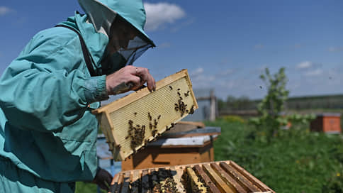 На «татарскую пчелу» ищут управу // В Татарстане предлагают ужесточить требования к пасекам в защиту аллергиков