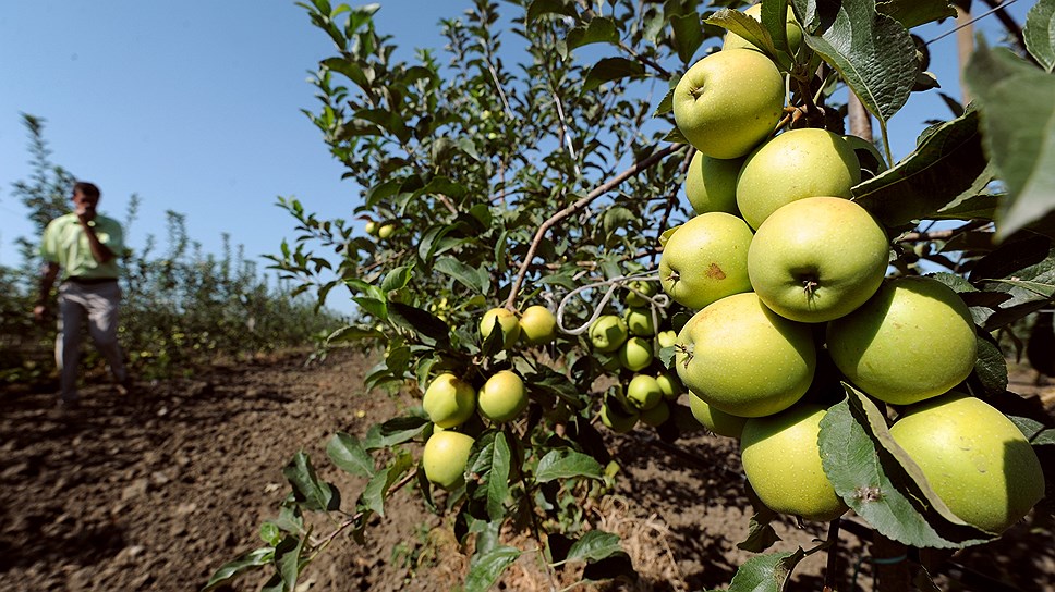 Край намерен стимулировать производство яблок за счет господдержки
