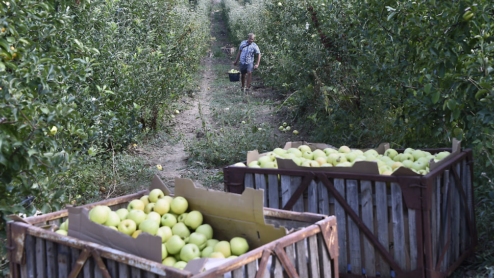 ЗАО «Плодовод» борется за 400 га яблоневых садов