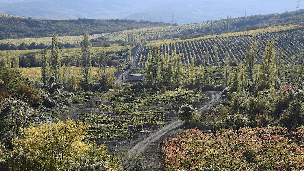 К 2021 году площадь виноградников на Кубани планируют увеличить с нынешних 26,6 тыс. га до 31 тыс. га