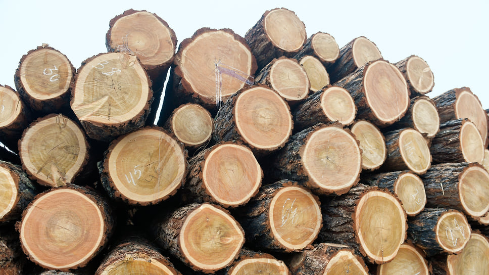 За пять лет под незаконные рубки попало 29 тыс. куб. м. древесины на 195 охраняемых участках
