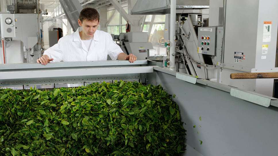 Краснодарский край — единственный в России регион, где выращивается чай