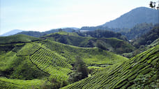 К президенту на чай