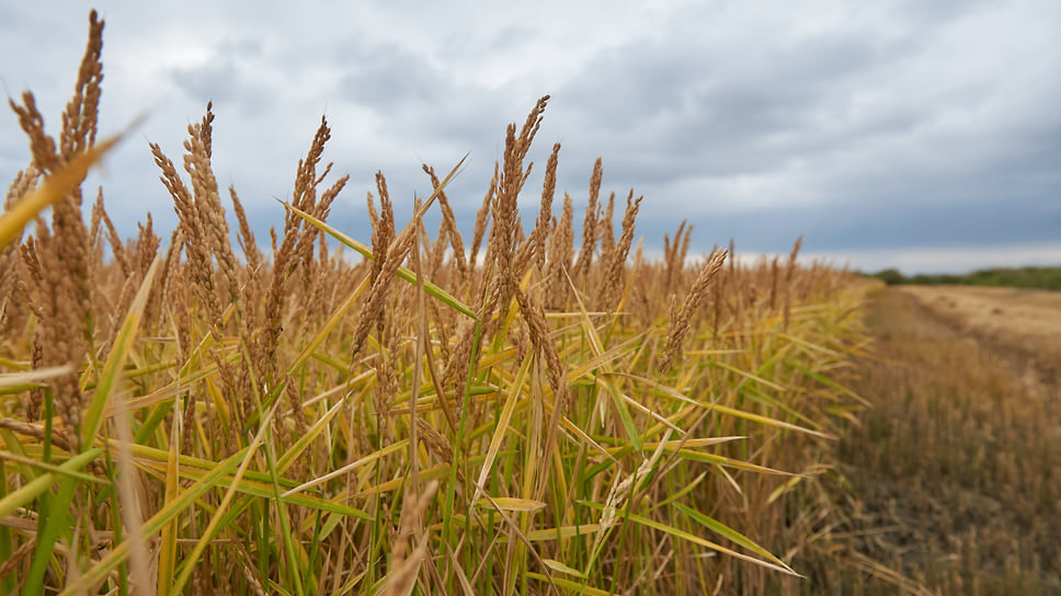 В настоящее время на спорном участке агрохолдинг обрабатывает рисовые поля, доставшиеся ему от обанкротившегося предприятия